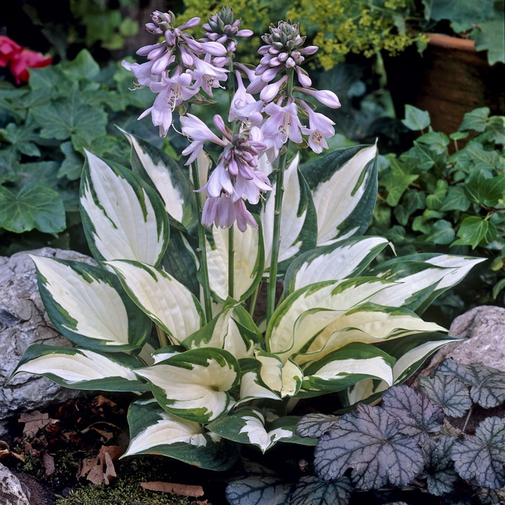 Van Zyverden Hosta Fire and Ice 3 Plant Roots Purple Partial Shade Perennial Easy to Grow 1 lb