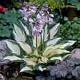 thumbnail image 2 of Van Zyverden Hosta Fire and Ice 3 Plant Roots Purple Partial Shade Perennial Easy to Grow 1 lb, 2 of 8
