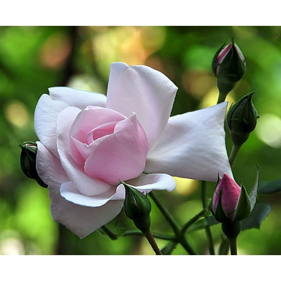 Climbing New Dawn Rose -4" Pot - Most Popular Rose in the World