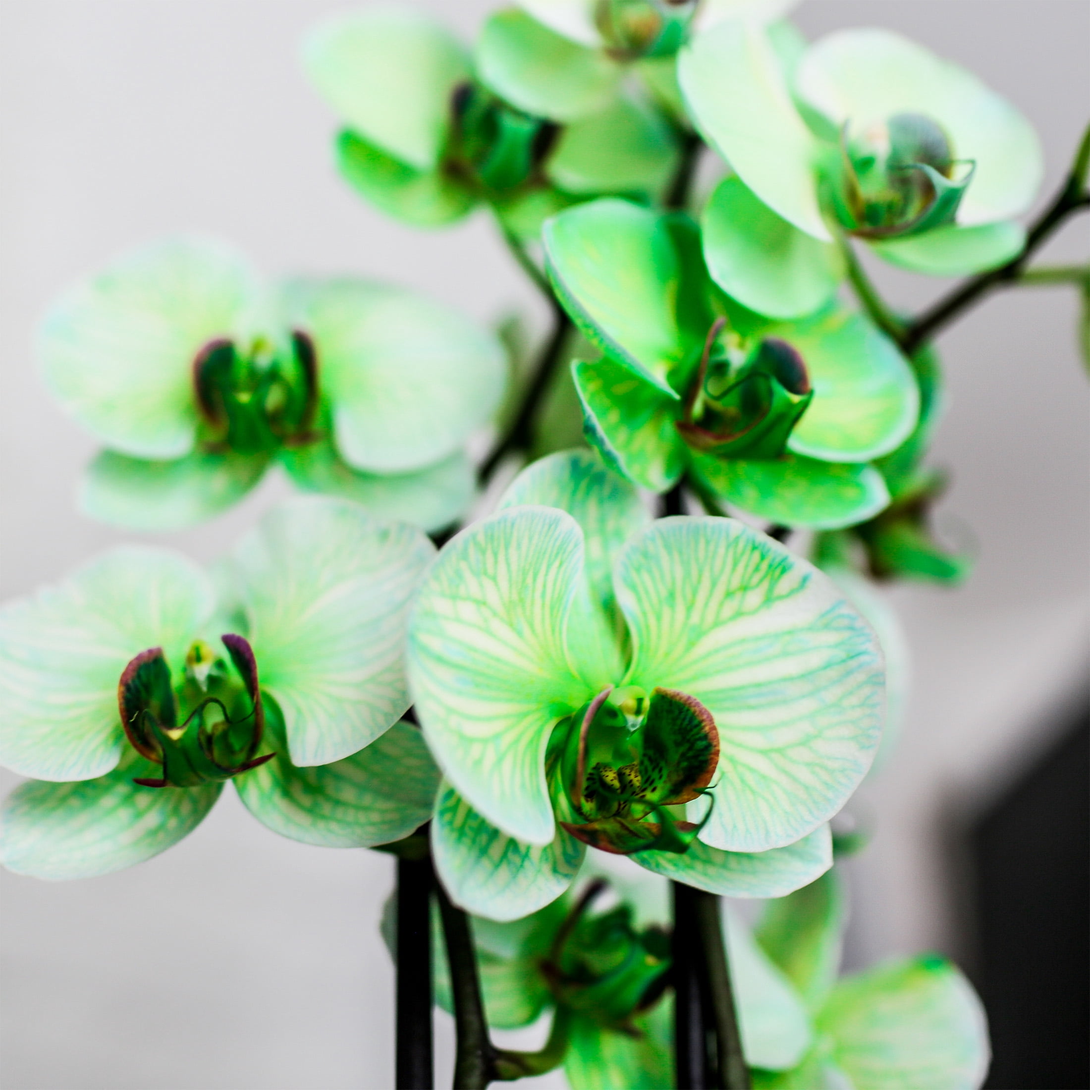Just Add Ice 10" Green Watercolor Duo in White Ceramic Pot