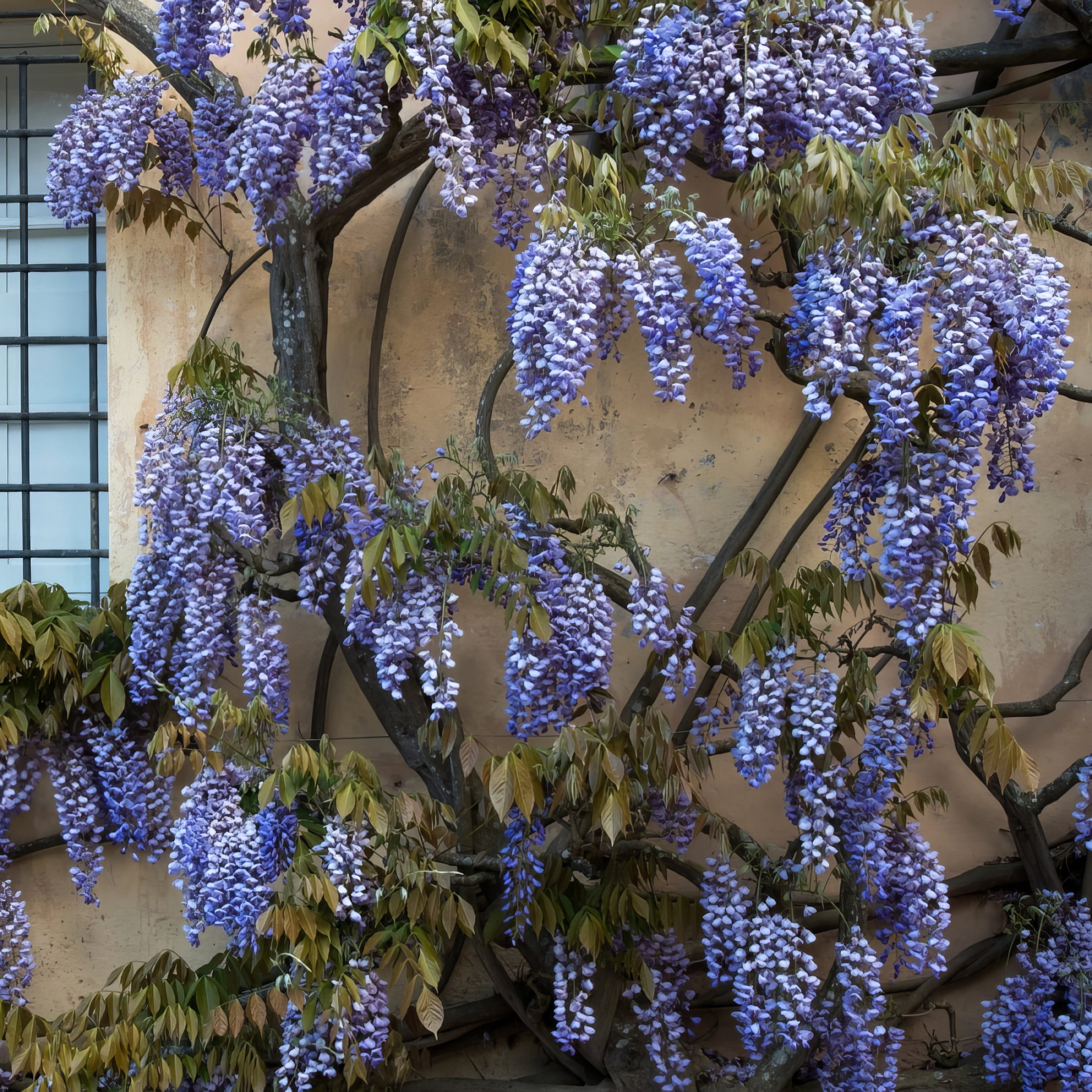National Plant Network Live Perennial 1 gal Wisteria 'Blue' with Full Sunlight