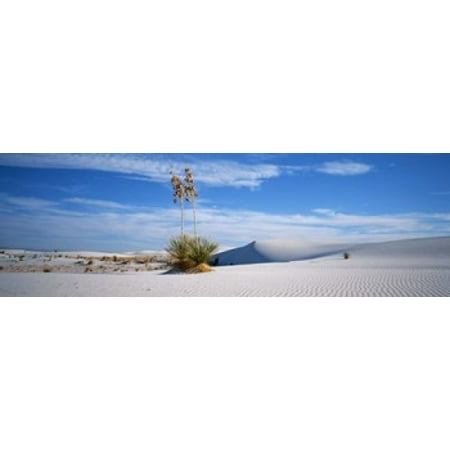 Plants in a desert White Sands National Monument New Mexico USA Canvas Art - Panoramic Images (18 x