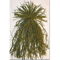 thumbnail image 2 of Beavertail Ghillie Grass Bundles, 2 of 4
