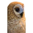 thumbnail image 2 of Hi- Line Gift 87717-B Statue de Hibou Fauve sur Souche, 2 of 5
