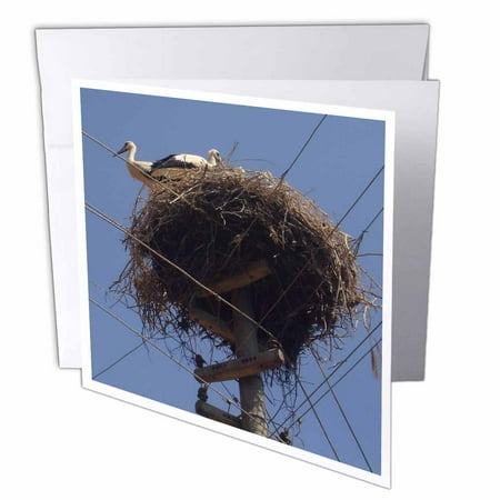 New Arrivals Baby (3dRose White Stork - white stork, stork, ciconia ciconia, bird,white, nest, folklore, new arrival, new baby, Greeting Cards, 6 x 6 inches, set of)