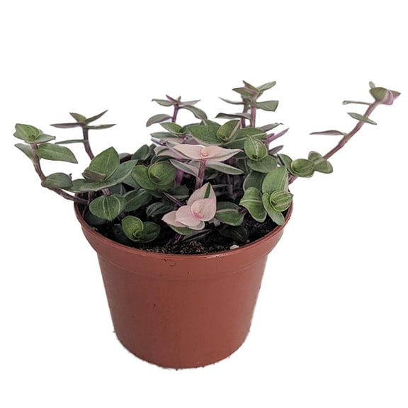 Bolivian Pink Jewel -Turtle Vine - Inch Plant - Callisia Repens Var. - 3.7" Pot