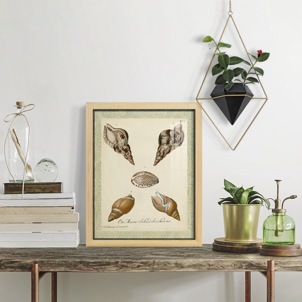 Bookplate Shells VIII - Framed Print w/glass - Natural Wood