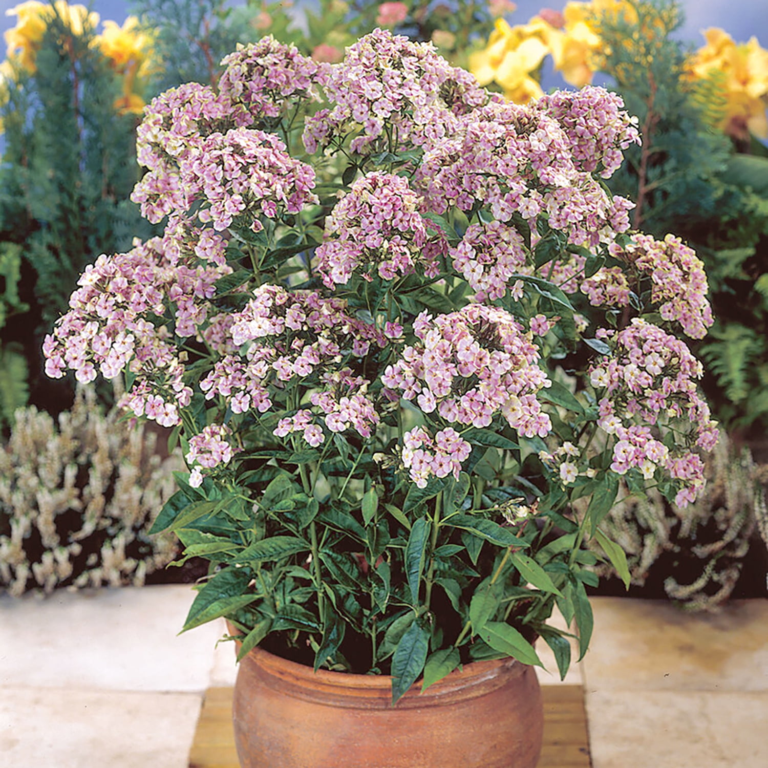 Van Zyverden Tall Phlox Paniculata Starburst Set of 5 Plant Roots Multicolor Partial Sun Perennial Pollinator 1 lb