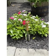 Garden Guru Transplanter Trowel Shovel - Stainless Steel - Rust Resistant - Ergonomic FSC Wood Handle - Perfect Hand Shovel Tool for Gardening