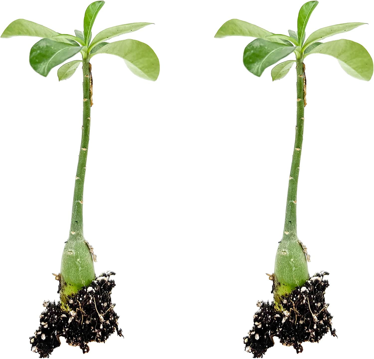 ragnaroc Adenium Obesum Desert Rose Succulent Live Plant