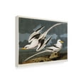 thumbnail image 3 of Trademark Fine Art John James Audubon Tropic Bird Canvas Wall Art - 22x32, 3 of 5