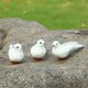 thumbnail image 4 of 5 Piezas de Pájaros de Espuma Emplumados Gloria para Decoración del Jardín, 4 of 9