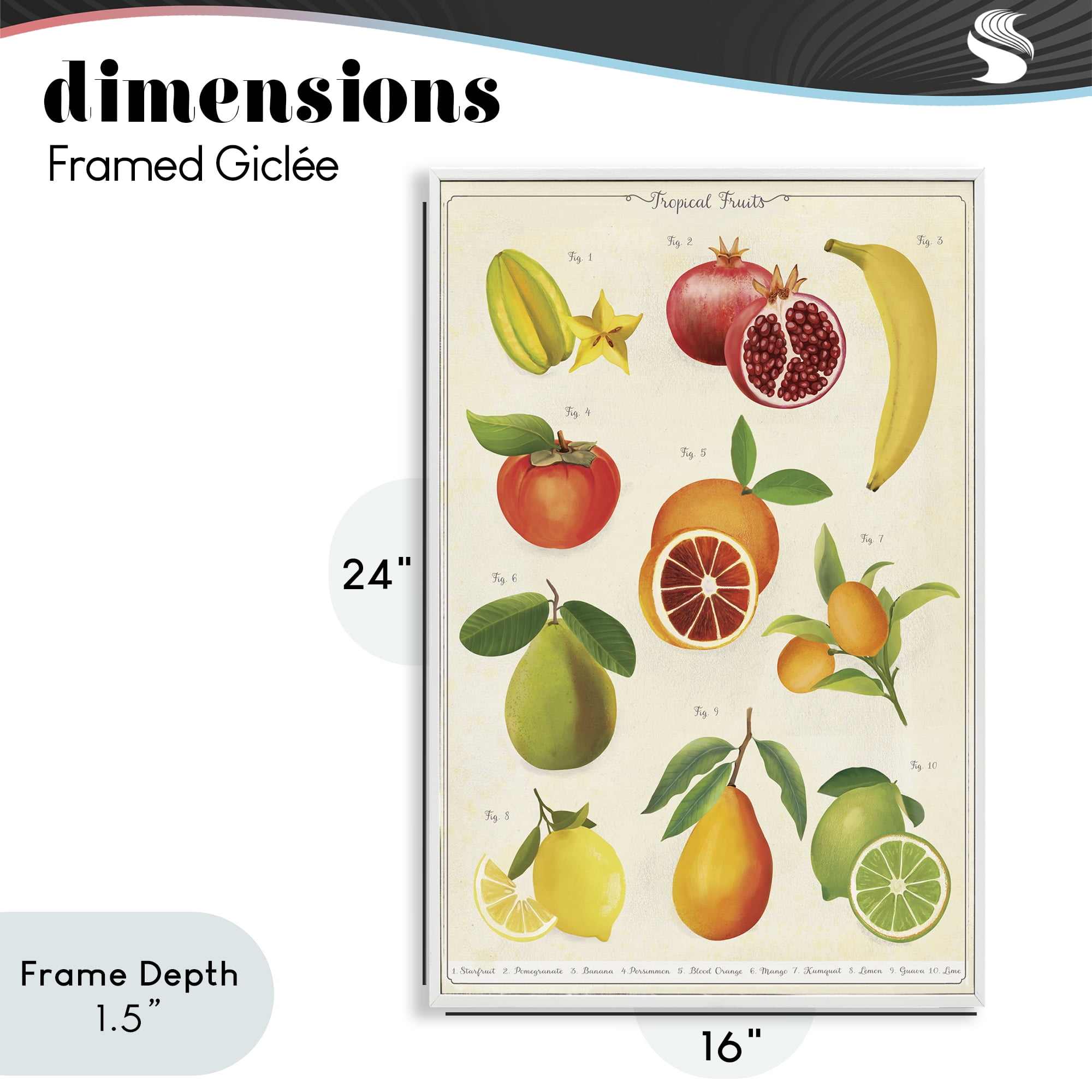 Stupell Industries Vintage Tropical Fruit Studies White Framed Giclee Art, design by Diane Neukirch