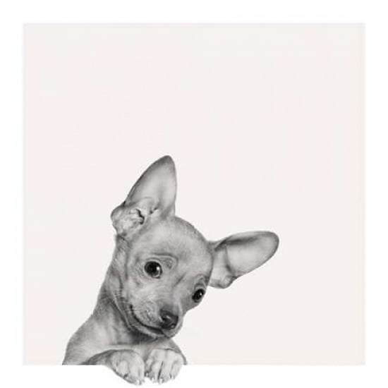 Sweet Chihuahua Can
