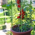 thumbnail image 3 of 4 piezas de soporte para plantas de jardín, jaula para cultivo de tomates, jaula para plantas trepadoras, con 4 piezas de orejas de autorriego y 1 pieza de línea de amarre para plantas con flores, suministros para plantas trepadoras de tomate de 45 cm brillar Electrónica, 3 of 5
