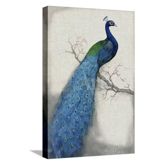 Peacock Blue I, Animals Stretched Canvas Wall Art by Tim Otoole  Sold by Art.Com