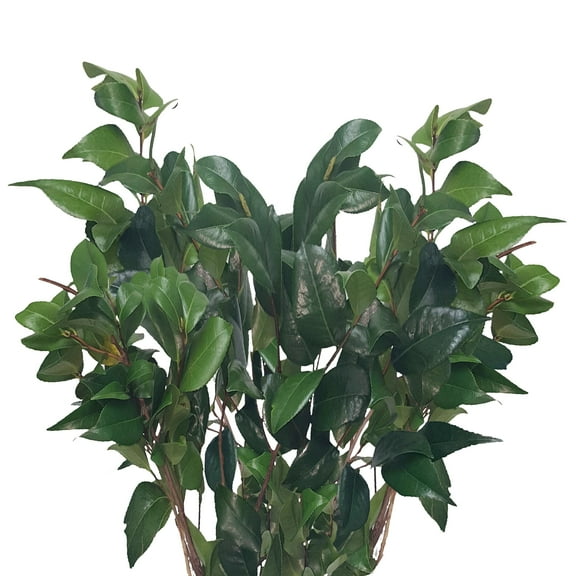 Camellia - Farm Direct Fresh Cut Flowers - 40 Stems - Farm Direct Fresh Cut Flowers Green Fillers - by Bloomingmore