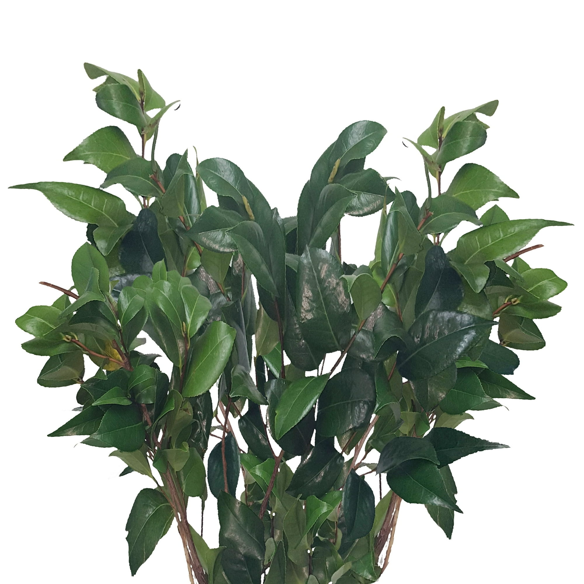 Camellia - Farm Direct Fresh Cut Flowers - 40 Stems - Farm Direct Fresh Cut Flowers Green Fillers - by Bloomingmore