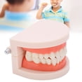 thumbnail image 1 of Teeth Model, Denture Model Durable Professional   For Kindergarten For Children For Hospital, 1 of 8