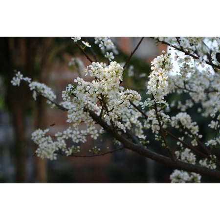 - LAMINATED POSTER Spring Flower Large Aperture Plum Blossom Poster Print 24 x 36