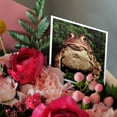 thumbnail image 3 of 3drose, American Toad - Na02 Dno0124 - David Northcott, 12 Greeting Cards with Envelopes, 3 of 7