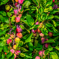 thumbnail image 5 of Methley Plum Tree – Sweet, Juicy, and Early-Ripening Plum Variety, 5 of 6
