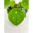 thumbnail image 4 of Bumble Plants Chinese Money Pilea Peperomioides Live Plant in 4" Pot, 4 of 5