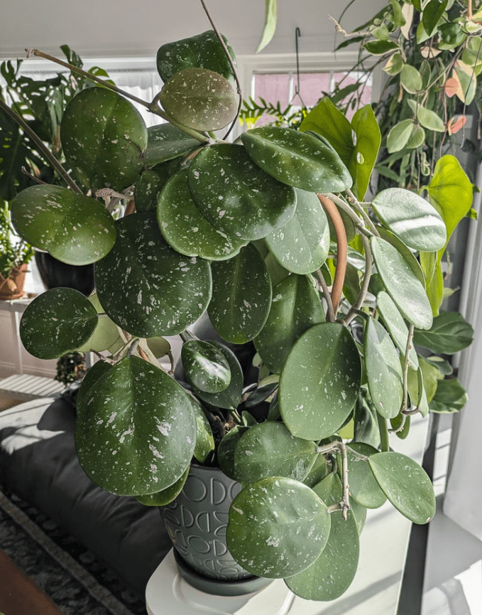 Hoya Obovata Live Rare Houseplants, Fully Rooted Plants Live Houseplants in 4 Inch Tall, Indoor Plants for Home Decor, Live Indoor Plants