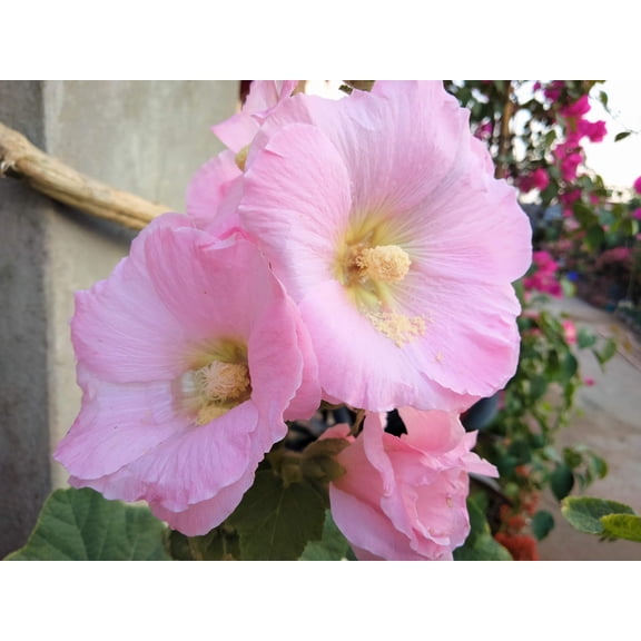 25 PALE PINK HOLLYHOCK Light Alcea Rosea Flower Seeds Perennial