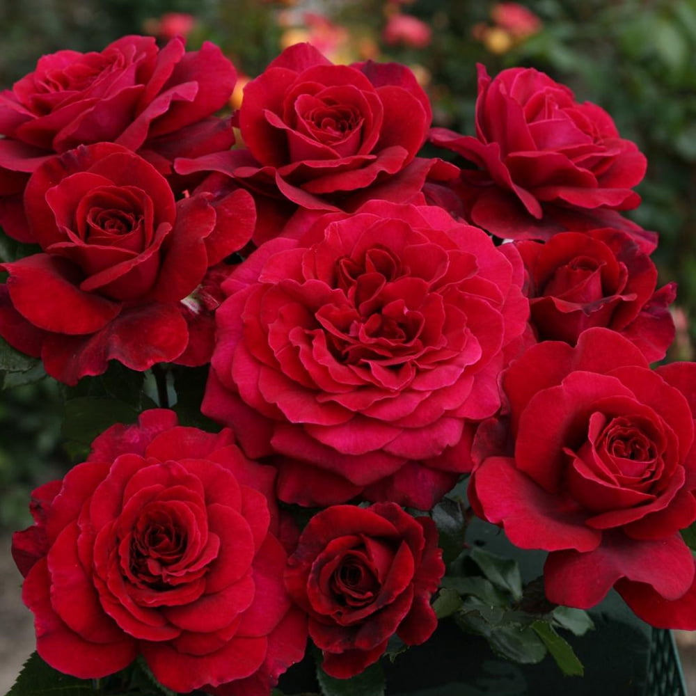 Heirloom Roses - Eleganza Gypsy Soul Hybrid Tea Rose Bush - Walmart.com