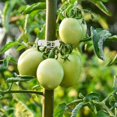 thumbnail image 3 of 200 Pieces Tomato Plant Clips, Climbing Clips, Garden Plastic Clips, For Vegetables, Plants, Tomatoes-white, 3 of 5