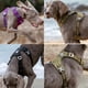 thumbnail image 3 of Truelove Lightweight Dog Harness Waterproof Durable Nylon Pet Dog Vest Harness Reflective Adjustable for Small Large Dogs Leash ShopWise Round, 3 of 9