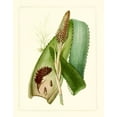 thumbnail image 2 of Vision Studio 12x14 Black Ornate Wood Framed with Double Matting Museum Art Print Titled - Exotic Flora I, 2 of 4