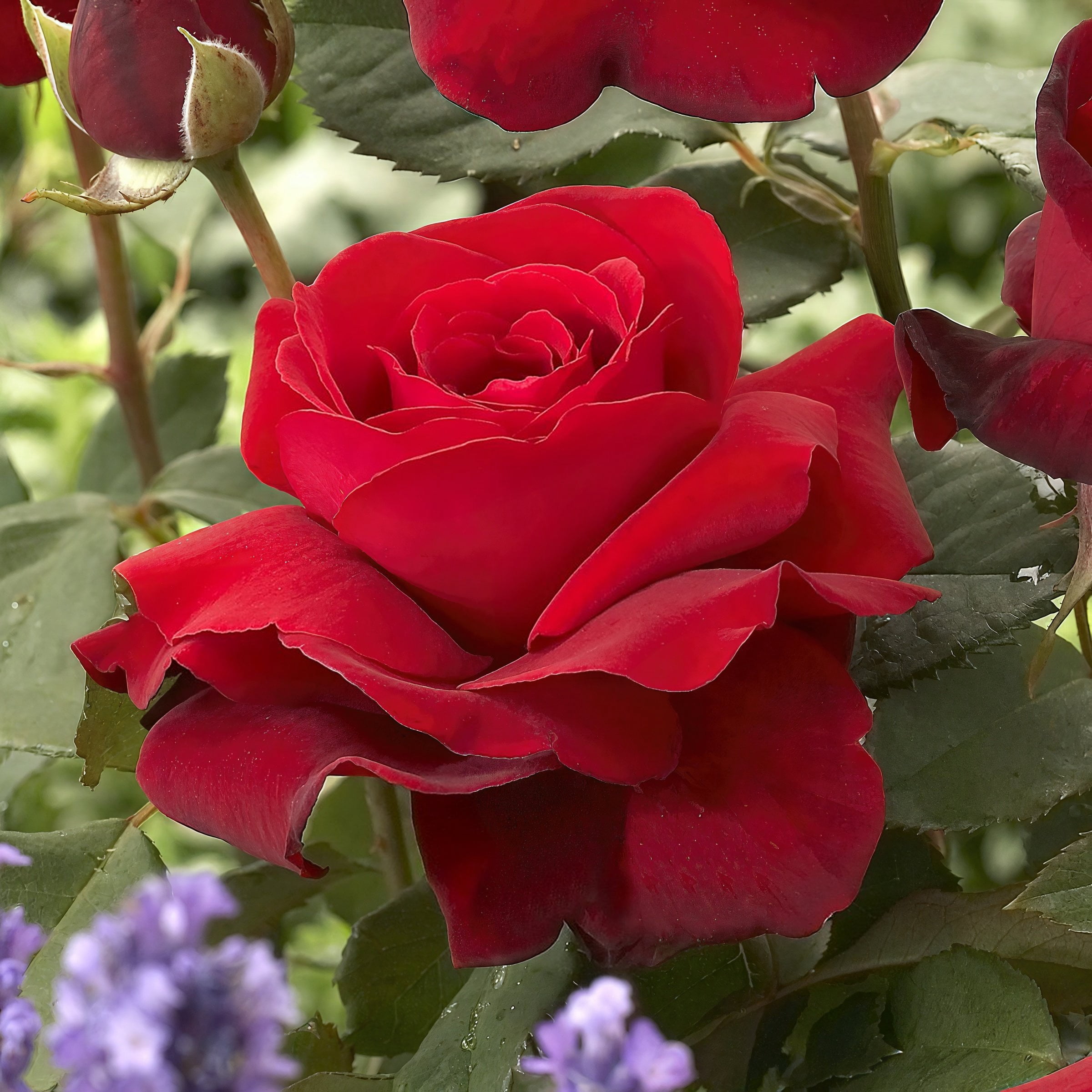 National Plant Network Bare Root Rose Arctic Flame with Red Flowers (5-pack)