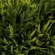 thumbnail image 4 of planta artificial decorativa con maceta blanca, 4 of 6