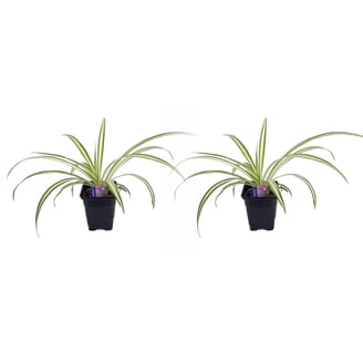 agave plant succulent Agave stricta Succulent