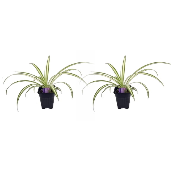 Ocean Spider Plant - 2 Plants 3" Pots - Easy House Plant