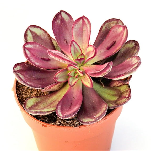 Maruba Benitsukasa Plant - 3 Live Starter Plants in 2 Inch Growers Pots - Echeveria Benitsukasa - Rare and Beautiful Easy Care Succulent