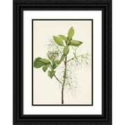 Mary Vaux Walcott 11x14 Black Ornate Wood Framed Double Matted Museum Art Print Titled: Fringetree. Chionanthus Virginica (1925)