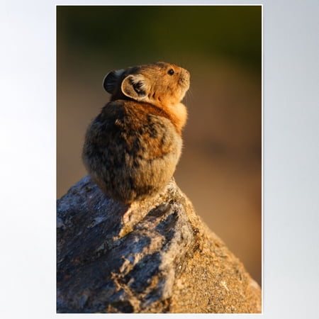 Sunset Pika Poster Wall Art, Modern Wall Decor For Living Room Bedroom, 12x18 UNFRAMED