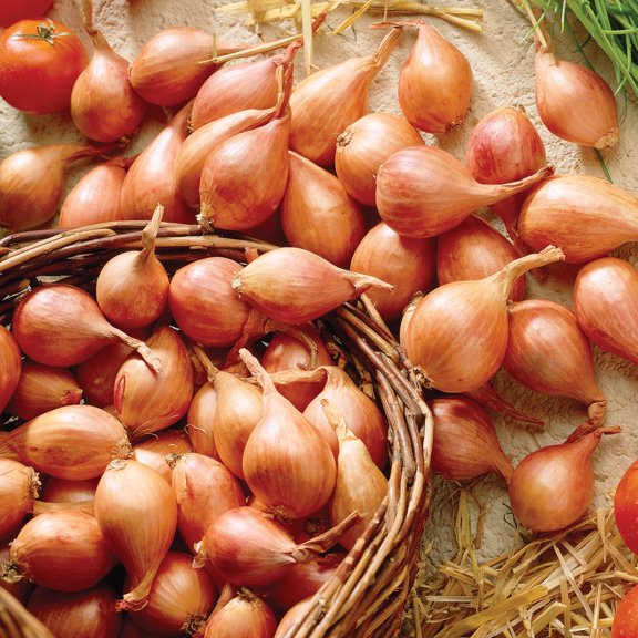 Van Zyverden Dutch Shallots Yellow Set of 25 Bulbs, White, Full Sun , Perennial