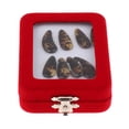 thumbnail image 2 of 8 Piezas Gu Zheng Nails Zither Koto Finger Picks Con Estuche De Almacenamiento Perfecl, 2 of 7