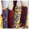 thumbnail image 2 of Everwilde Farms - 1/4 lb Rainbow Ornamental Corn Seeds - Gold Vault Bulk Seed Packet, 2 of 3
