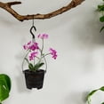 thumbnail image 3 of NIAIZEK 5-Pack Plastic Hanging Flower Pots with Drainage Holes for Orchids, Balcony, Garden, Indoor Plant Containers 17.72x6.3x6.3in, 3 of 6