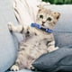 thumbnail image 5 of «Collar para gatos con cierre de seguridad y (collar de nylon tejido de colores para mascotas)», 5 of 5