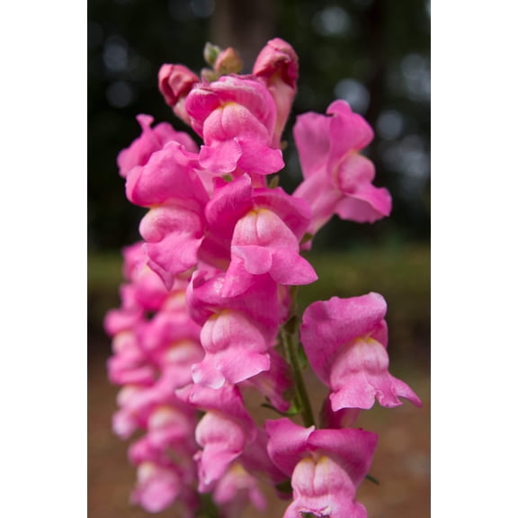 Seedville 2000 Pink Snapdragon Plant Seeds, Linaria Maroccana Pink Summer Blooming