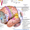 thumbnail image 3 of ANATOMY OF THE BRAIN Wall Chart Anatomy of the Human Body Posters & Prints Medical Teaching Canvas Painting Wall Art Decor Sticker (without Framed), 3 of 6