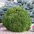 thumbnail image 2 of 1 Gal. Pot, Woodward Globe Arborvitae Potted Evergreen Shrub, One Plant per Offer, 2 of 4