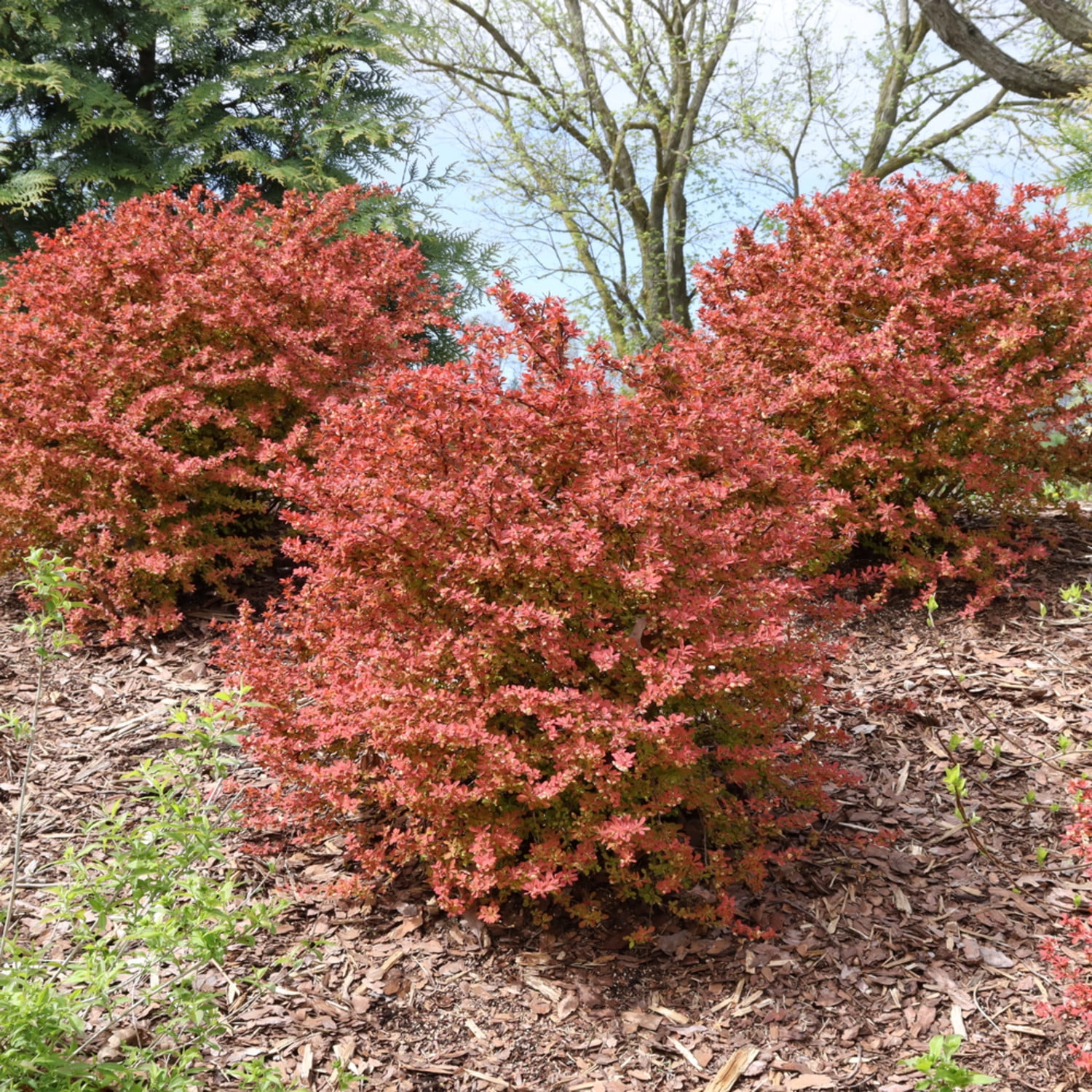 Proven Winners ColorChoice 5" Red Sunjoy Fast Neo Barberry Live Plant in 4.5" Pot (4 Count)