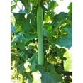 thumbnail image 2 of TomorrowSeeds - Extra Long Smooth Luffa Gourd Seeds - 20+ Count - For 2025 Planting Smooth, 2 of 9
